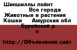 Шиншиллы пойнт ns1133,ny1133. - Все города Животные и растения » Кошки   . Амурская обл.,Бурейский р-н